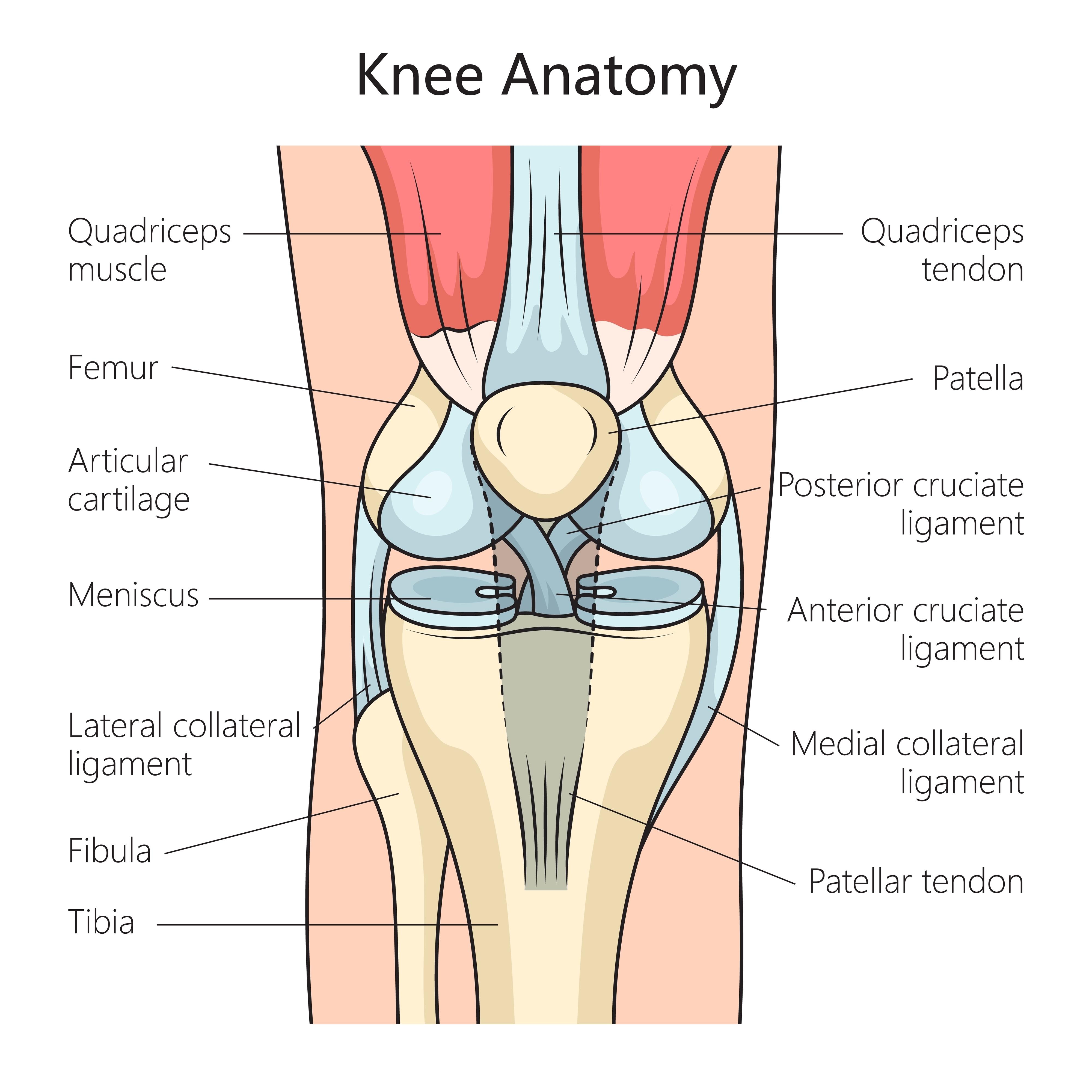 Labeled diagram of knee anatomy